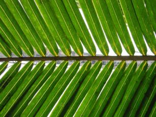 Palm_frond